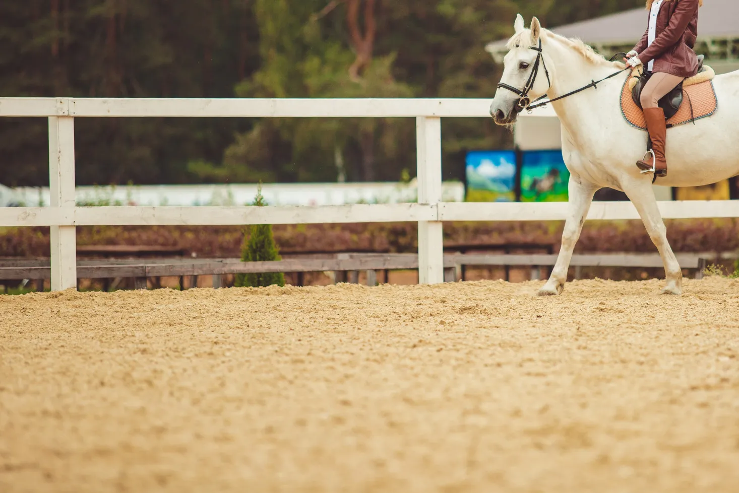 a girl over a white horse